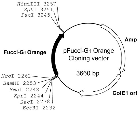 Plasmid map of pFucci-G1 Orange